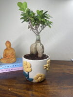 Ficus Bonsai in Premium Ceramic Pot (Handcrafted Embossed Flower Pot)-1