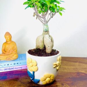 Ficus Bonsai in Premium Ceramic Pot (Handcrafted Embossed Flower Pot)