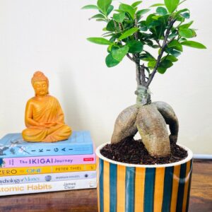 Ficus Bonsai in Premium Ceramic Pot with Tray