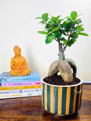 Ficus Bonsai in Premium Ceramic Pot with Tray