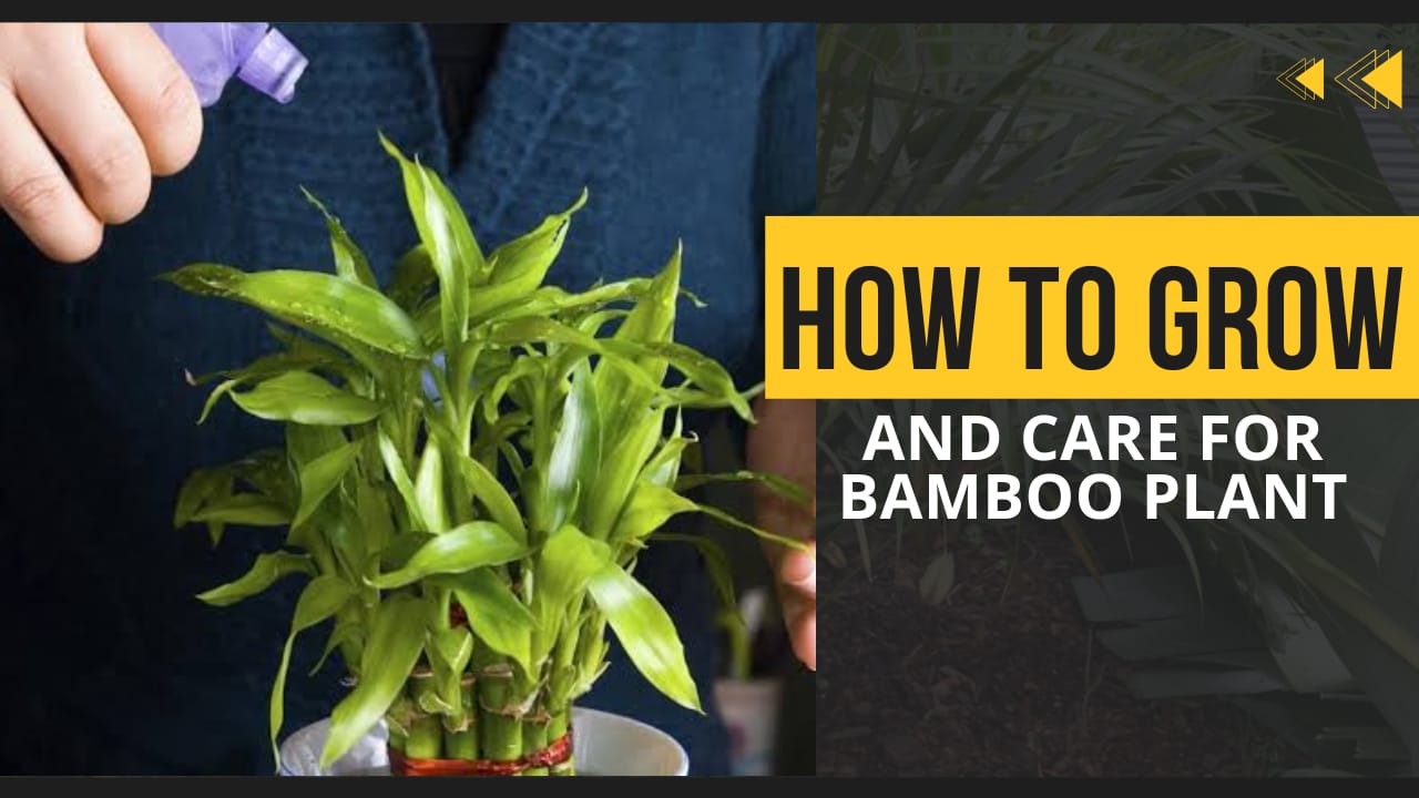 How to Grow and Care for Bamboo Plant1