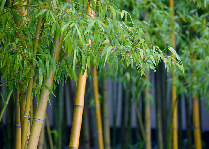 How to grow a bamboo plant