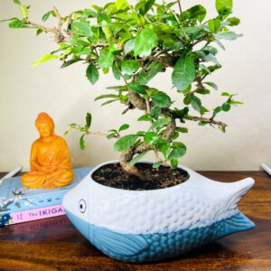 carmona bonsai in ceramic pot