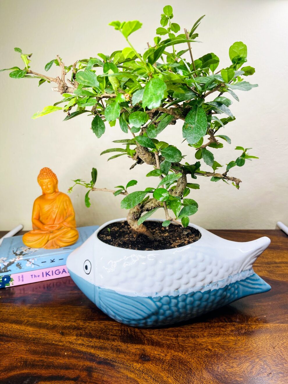 carmona bonsai in ceramic pot