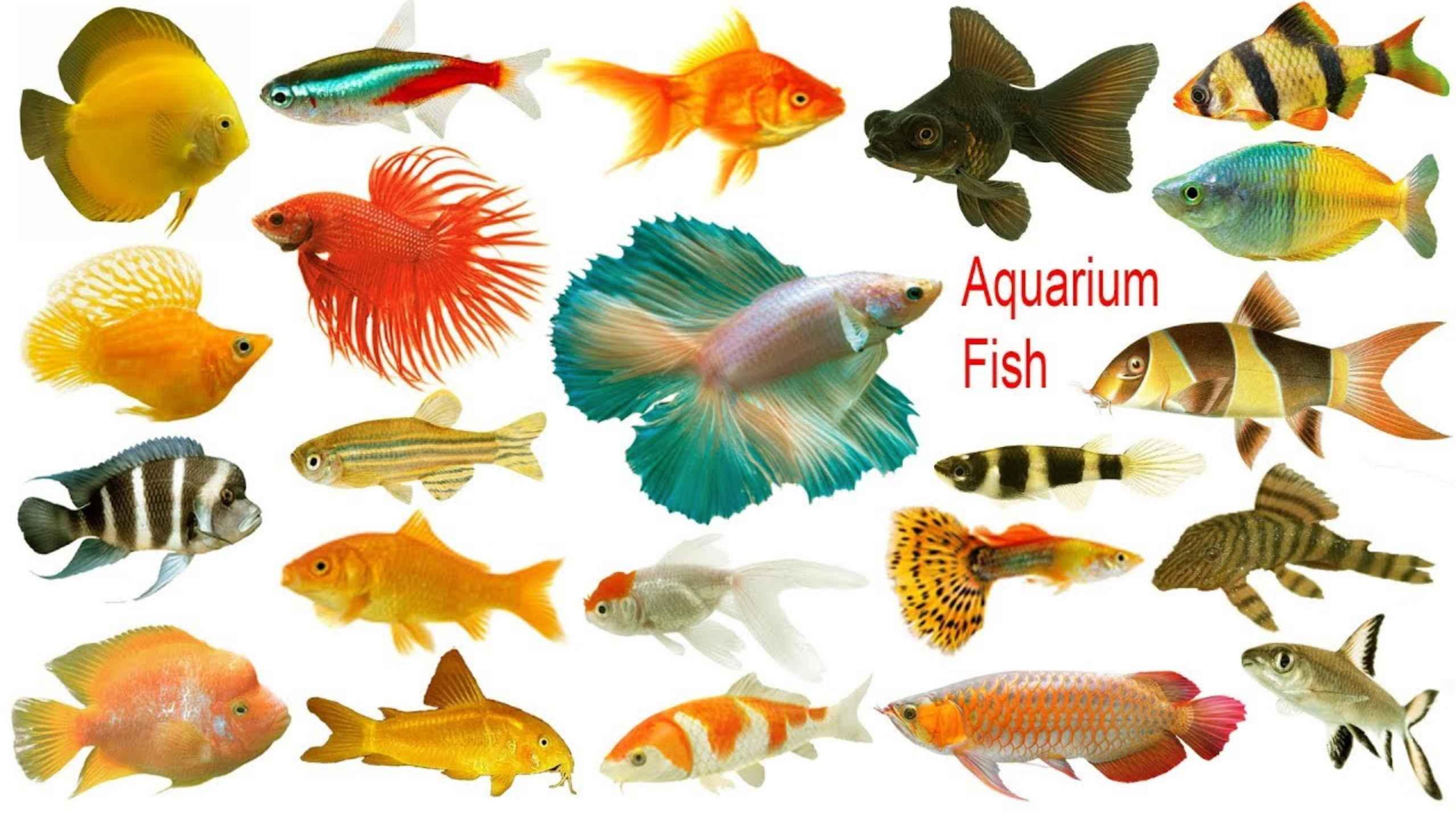 Fish Aquarium Names 11zon 