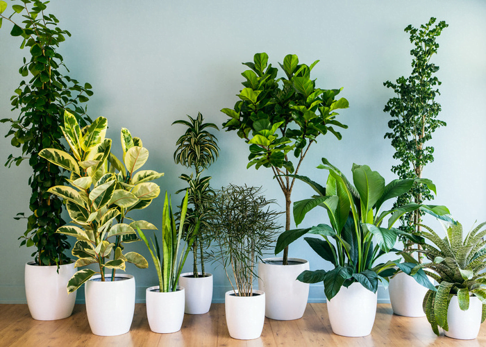 How Do Air Purifying Plants Work