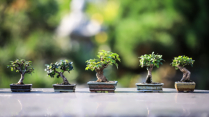 Real Bonsai Trees