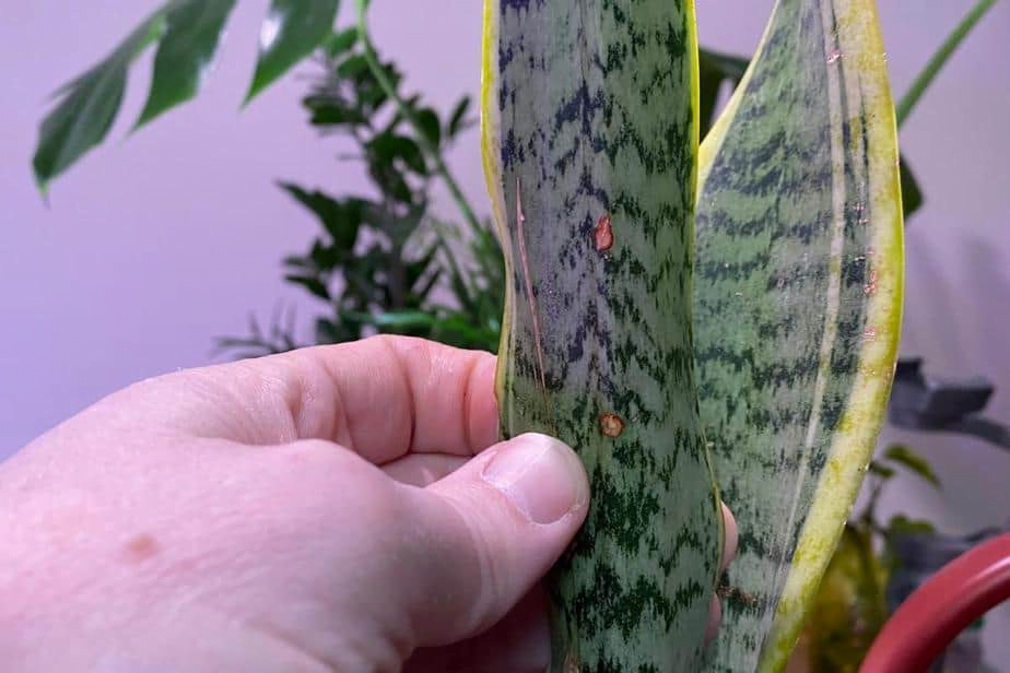 What causes brown spots on Snake Plants
