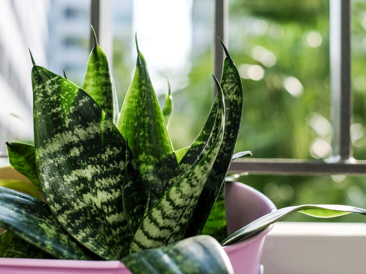 What do we know about Snake Plants