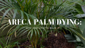 areca palm dying