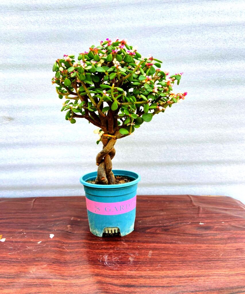 braided jade bonsai with pink leaves