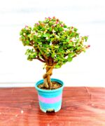 jade bonsai with pink leaves