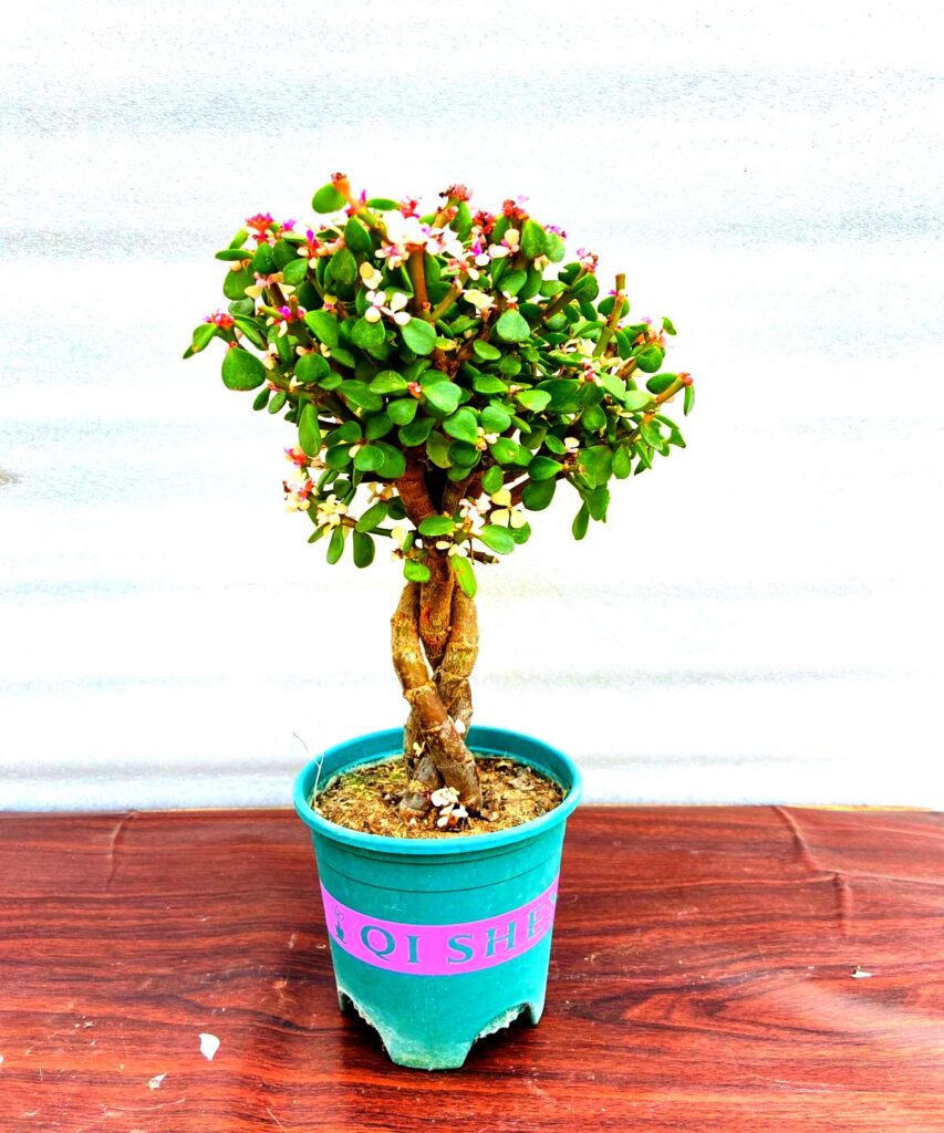 jade plant bonsai with pink leaves