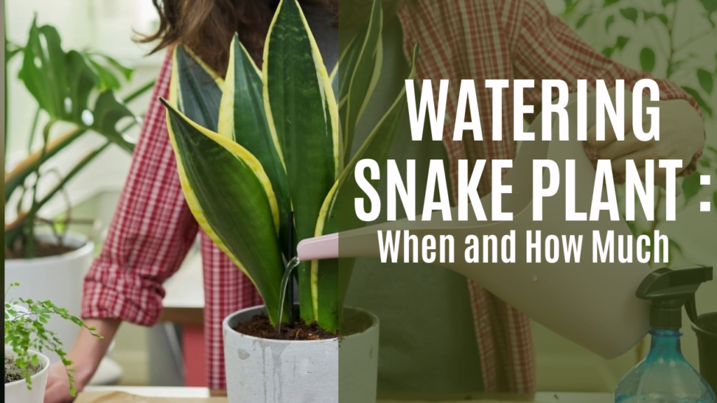 watering snake plant