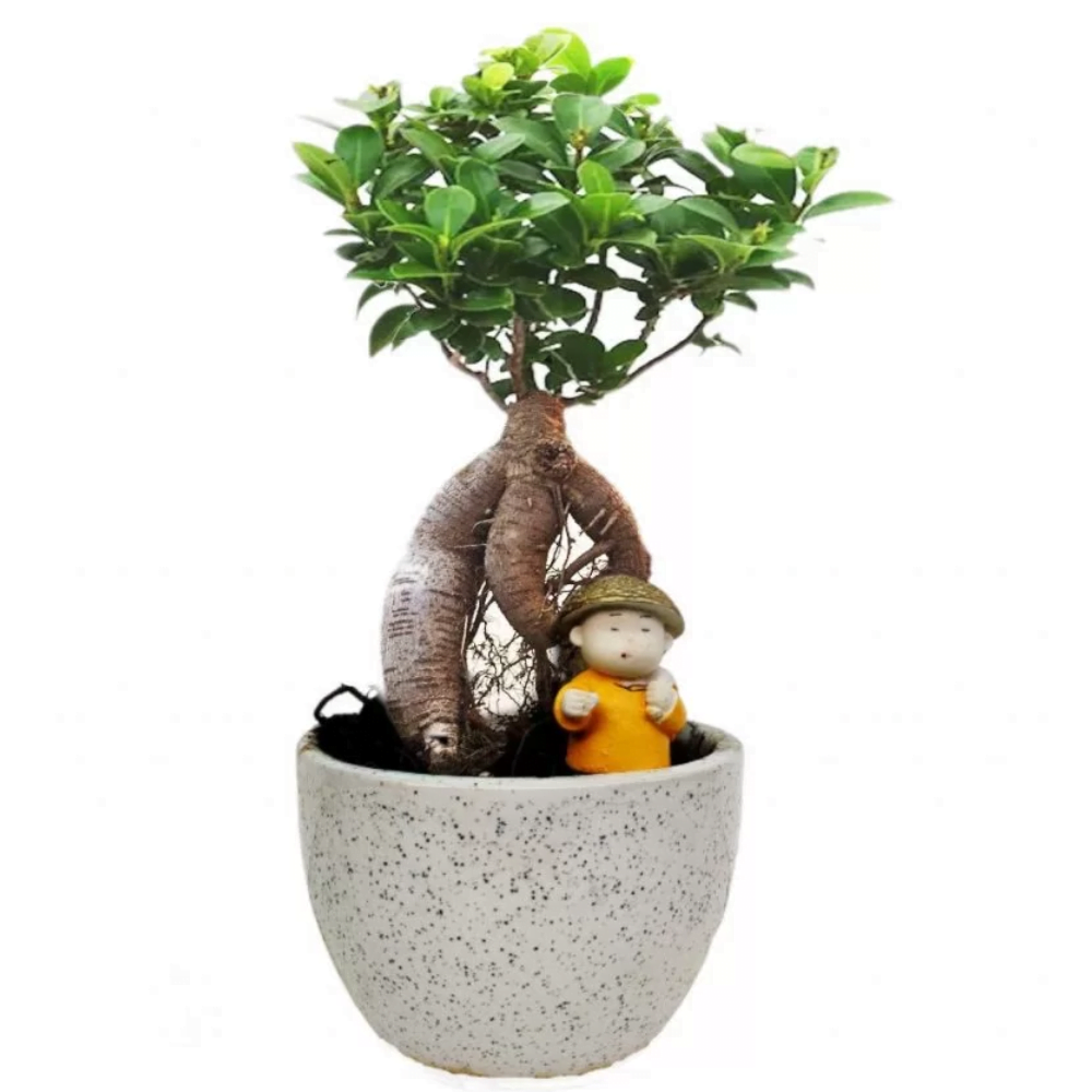 Grafted-Ficus-Bonsai-plant