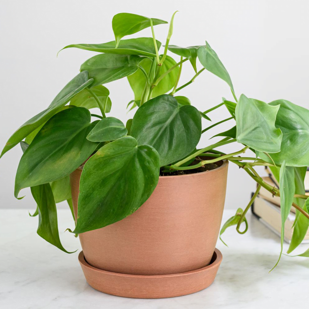 Philodendron-plant