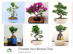 Colección de plantas Bonsai para el jardín.