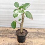 Banyan Bonsai Plant