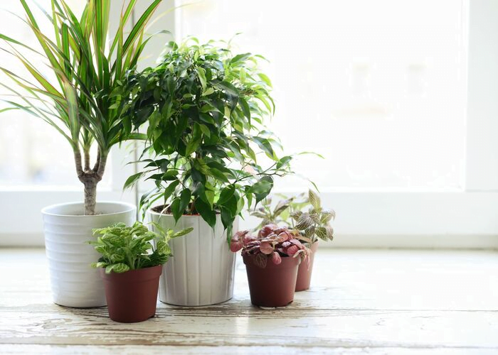 Best indoor plants that bring fragrance to the home