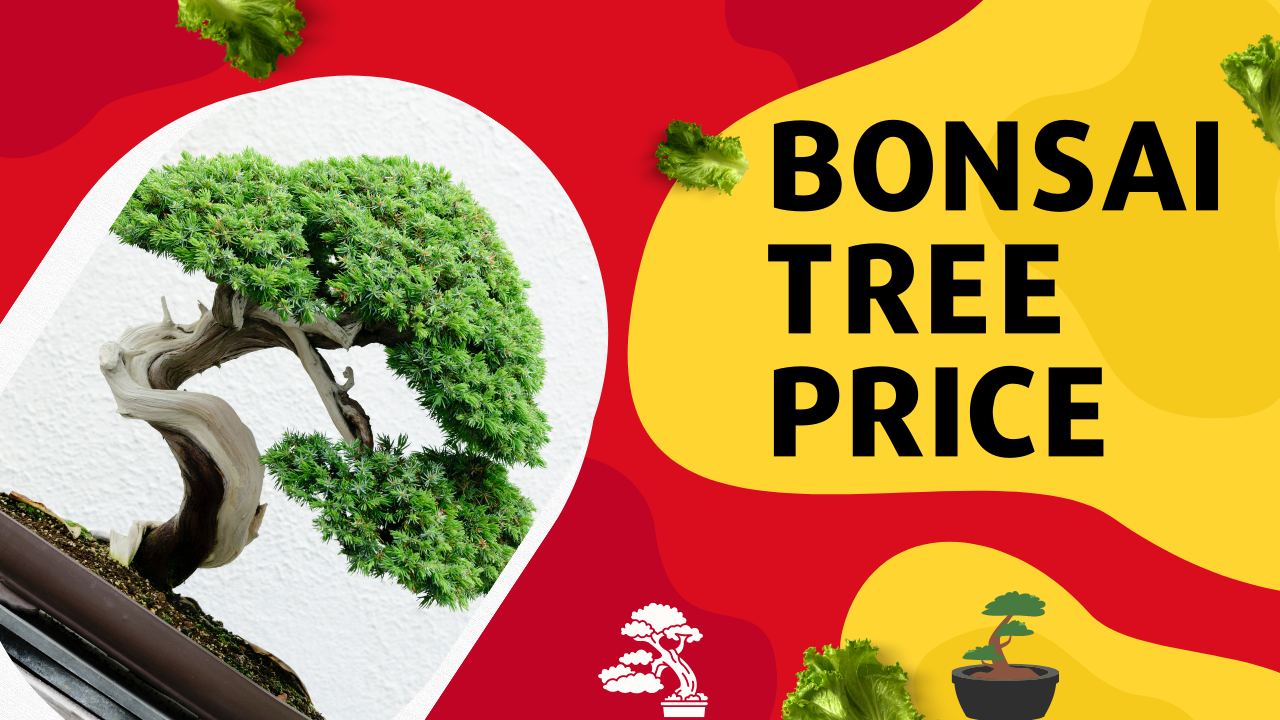 Bonsai Tree Price