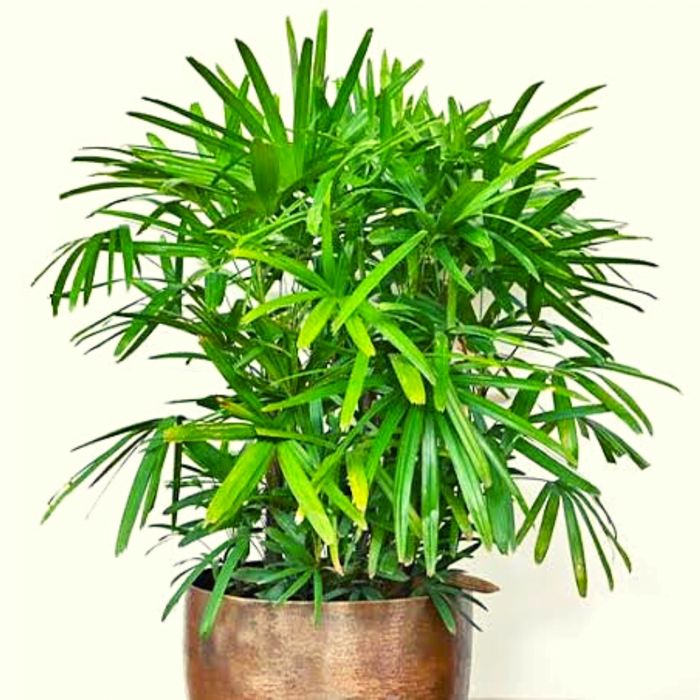 20 Fastest Growing Indoor Plants | Fast Growing Indoor Plants in India