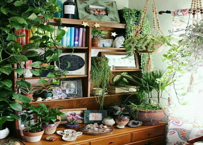 Decorate bookshelves with hanging plants