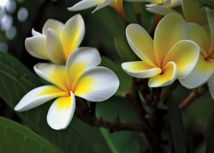 Frangipani