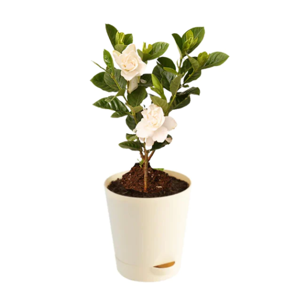 Gardenia-plant