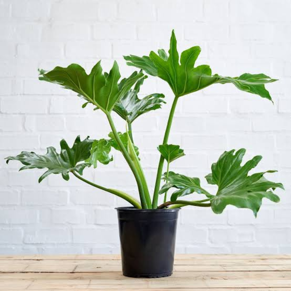 20 Easy Growing Indoor Plants That Will Survive Your Busy Lifestyle