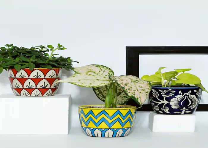 Group indoor plants in decorative ceramic pots on the table