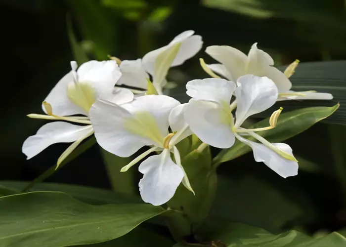 Hedychium