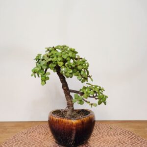 Jade Bonsai Plant Informal Upright Bonsai Style 10 Inches