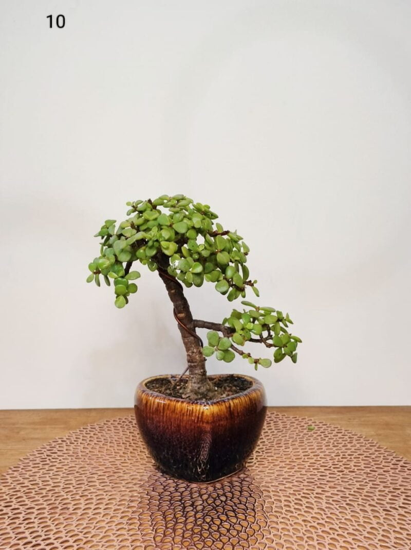 Jade Bonsai Plant Informal Upright Bonsai Style 10 Inches