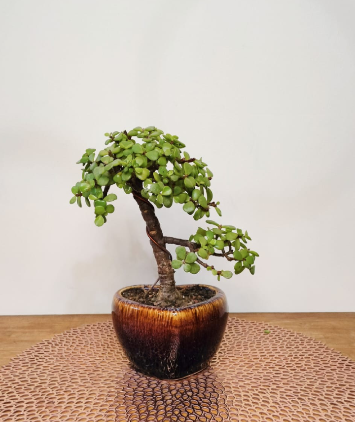 Jade Bonsai Plant Informal Upright Bonsai Style