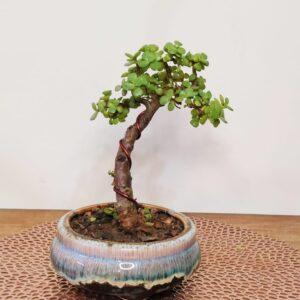 Jade Bonsai Plant Upright Informal 8 Inches