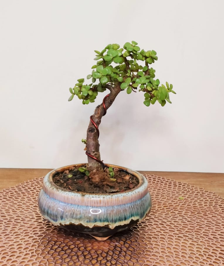 Jade Bonsai Plant Upright Informal