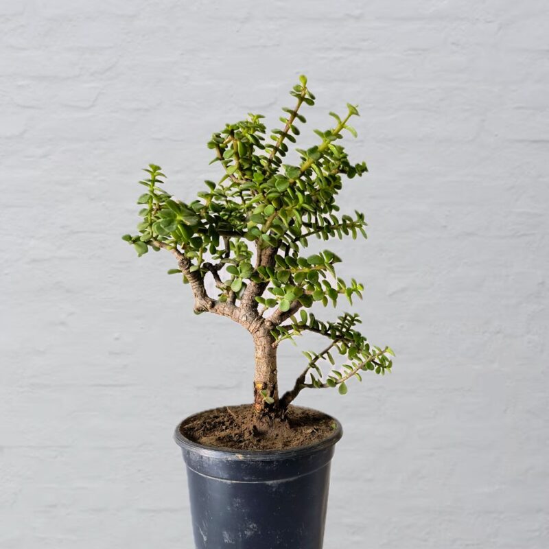 Jade Bonsai Plant Upright Tree Like Structure