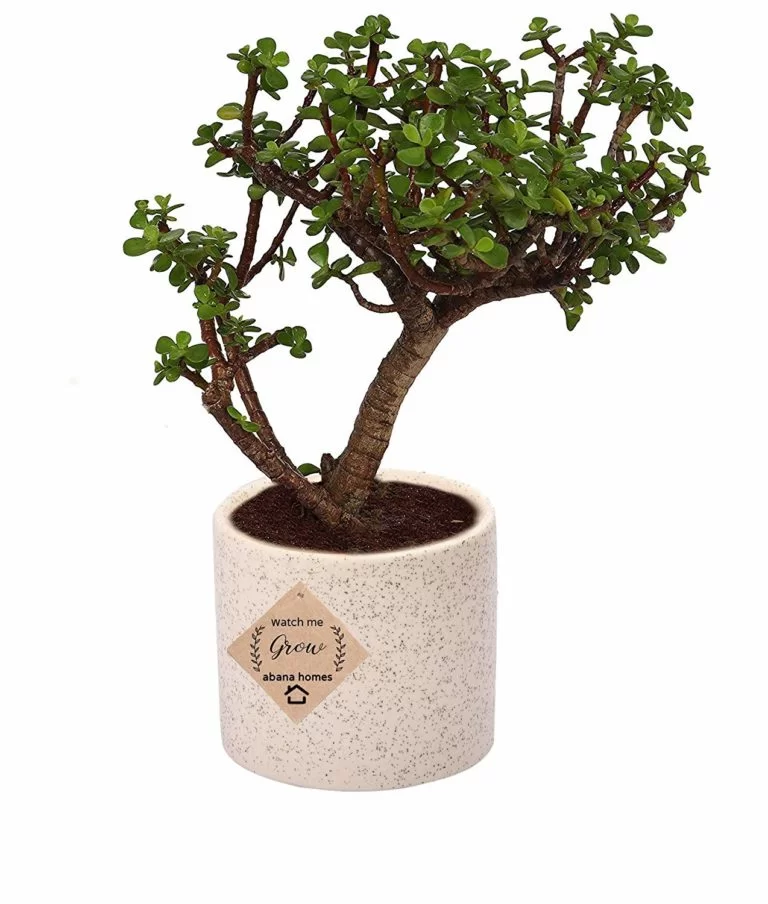 Plantas de bonsái de jade 768x904-1