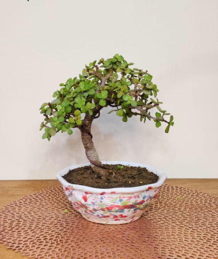 Jade Bonsai Tree in Literati Style