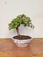 Jade Bonsai Tree in Literati Style-9 Inches