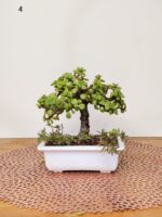 Jade Plant Bonsai Informal Upright Bonsai Style 6 Inches