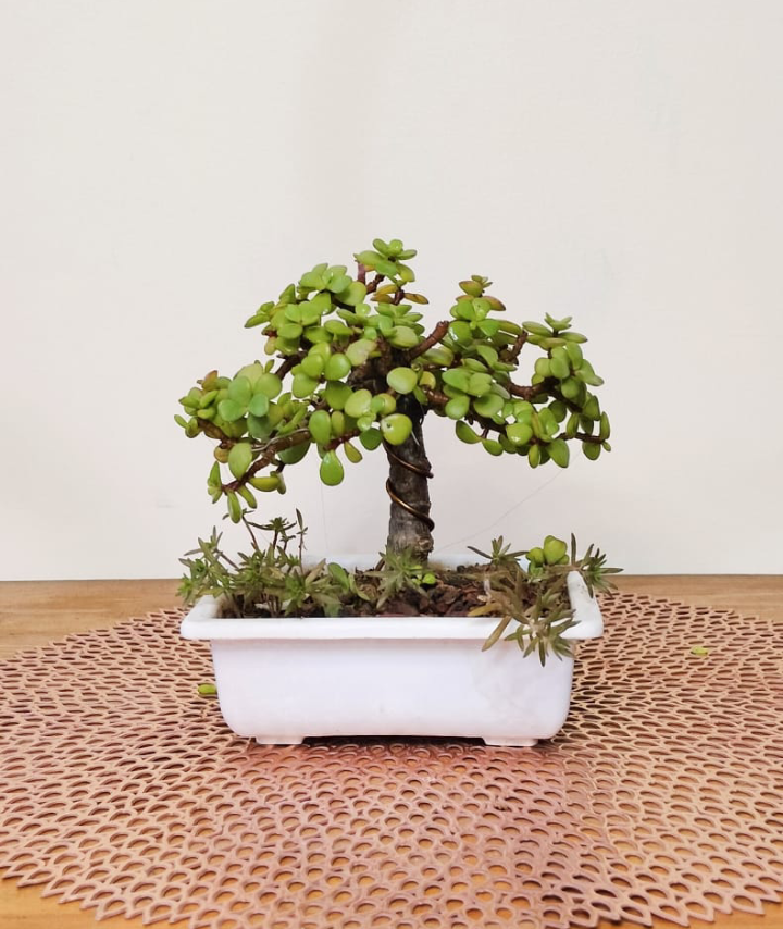 Jade Plant Bonsai Informal Upright Bonsai Style