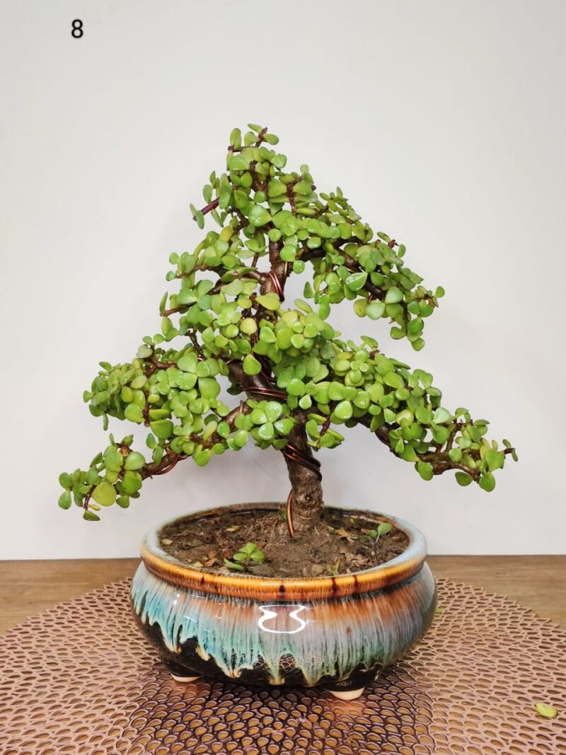 Jade Plant Bonsai Informal Upright Full Tree Shape 11 Inches