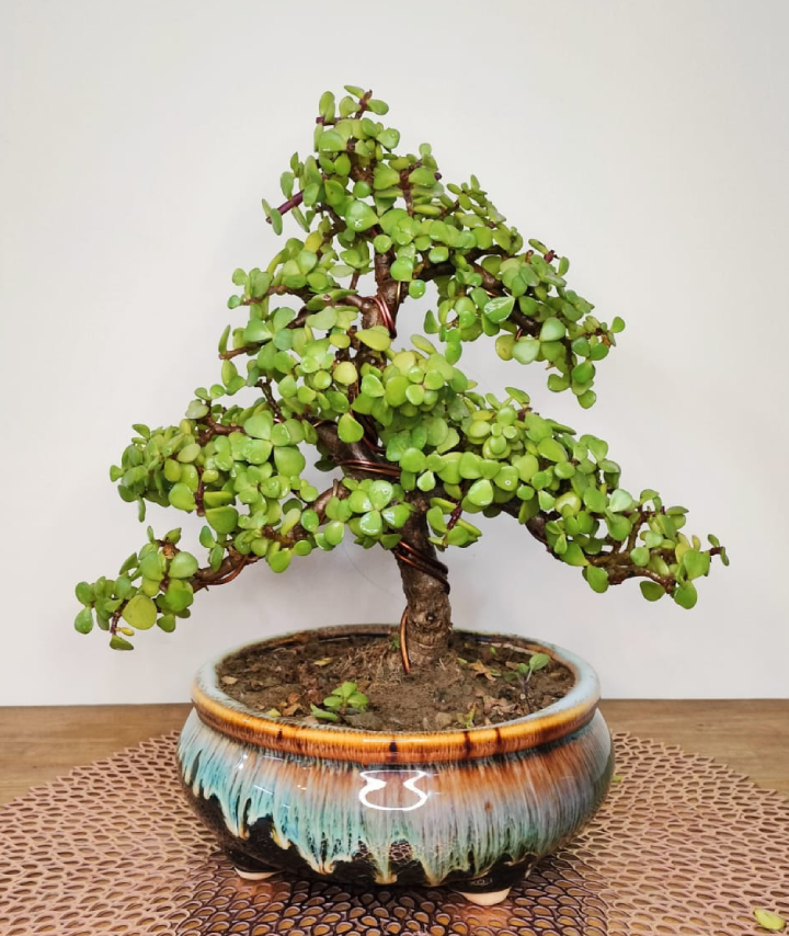 Jade Plant Bonsai Informal Upright Full Tree Shape