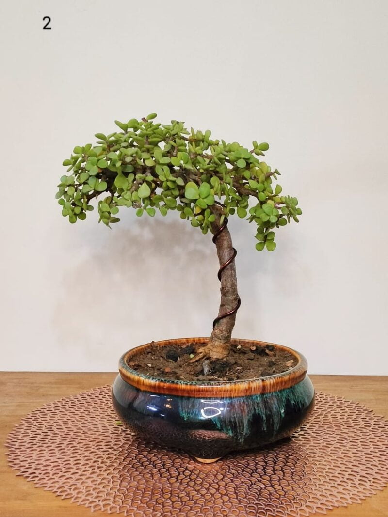 Jade Plant Bonsai Informal Upright Literati Style 12.5 Inches
