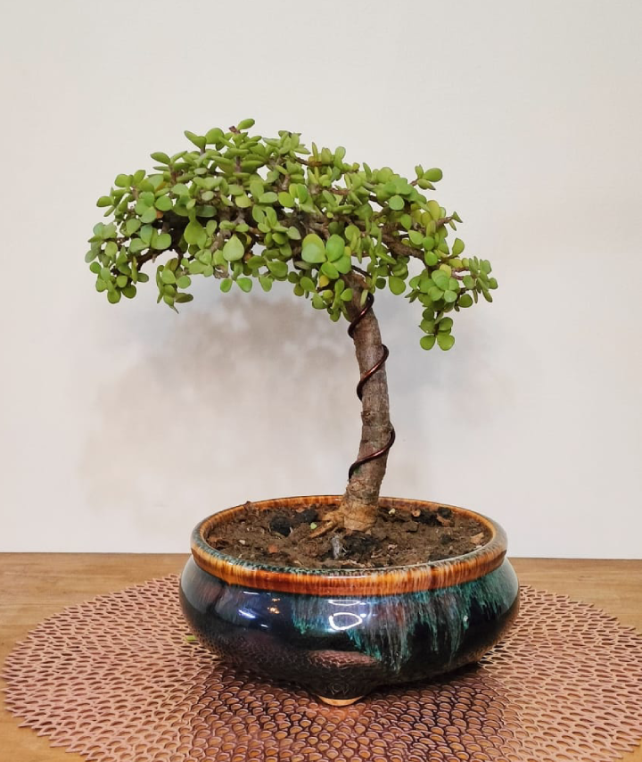 Jade Plant Bonsai Informal Upright Literati Style