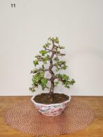 Jade Plant Bonsai Informal Upright Multibranch Tree Style 12 Inches