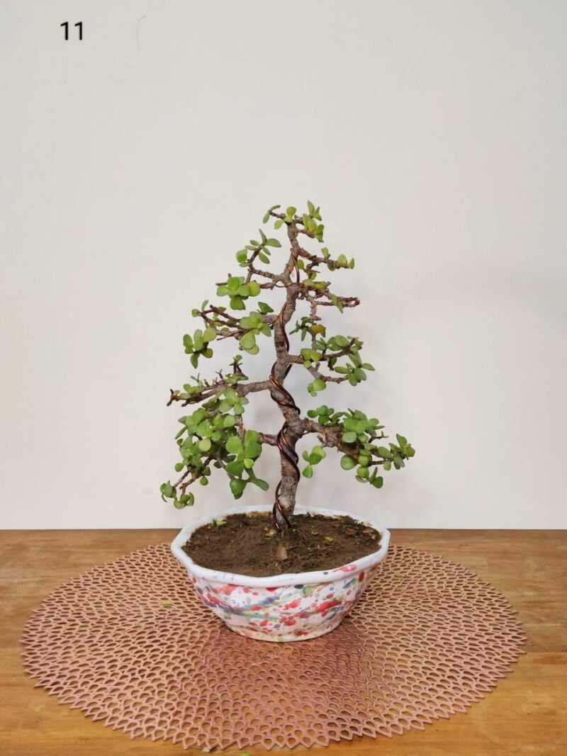 Jade Plant Bonsai Informal Upright Multibranch Tree Style 12 Inches