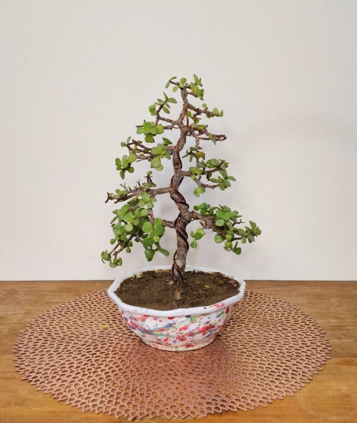 Jade Plant Bonsai Informal Upright Multibranch Tree Style