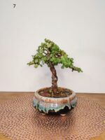 Jade Plant Bonsai Informal Upright Style Bonsai with Cascading Branch 8 Inches